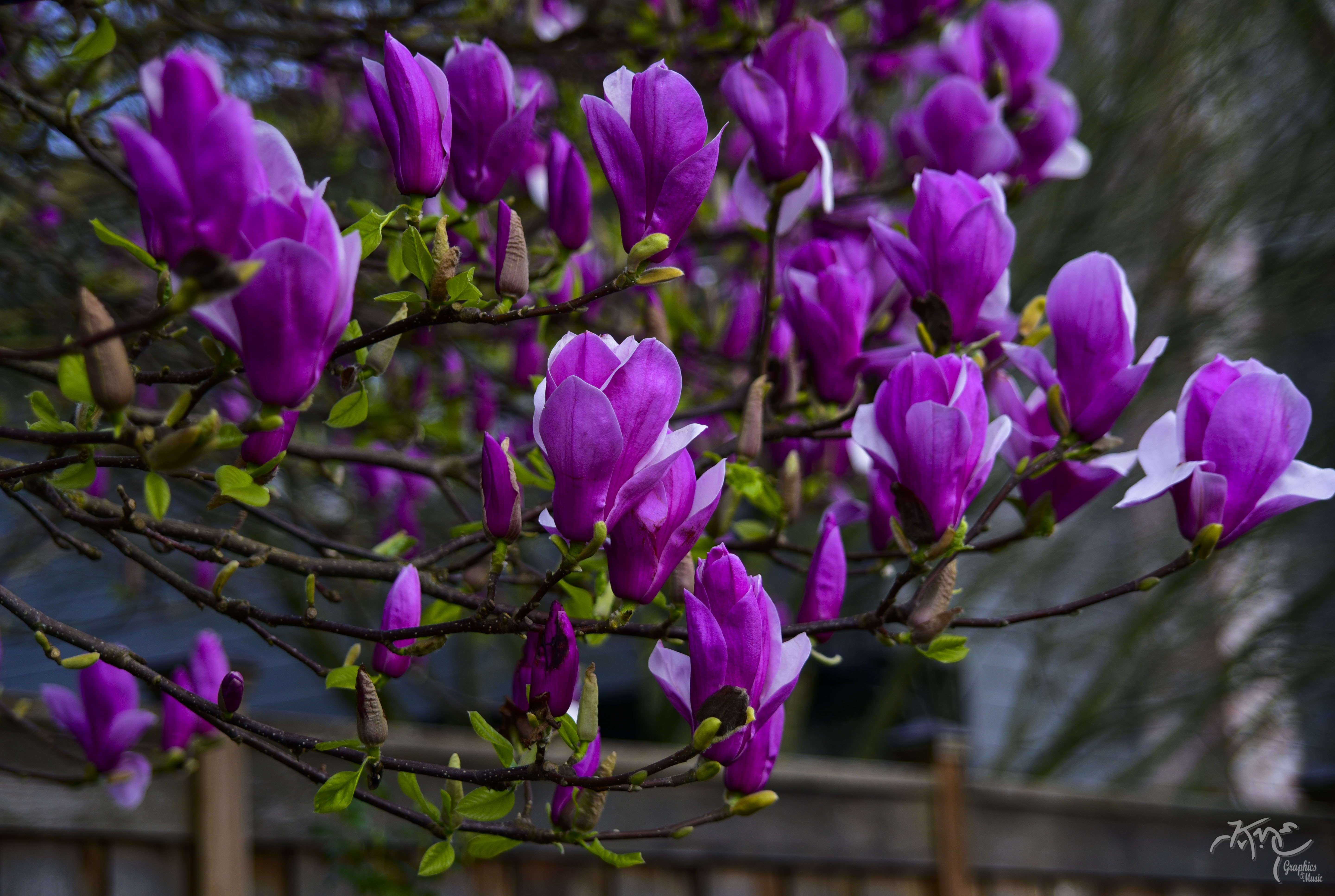 Do tulips grow on trees shutterbug